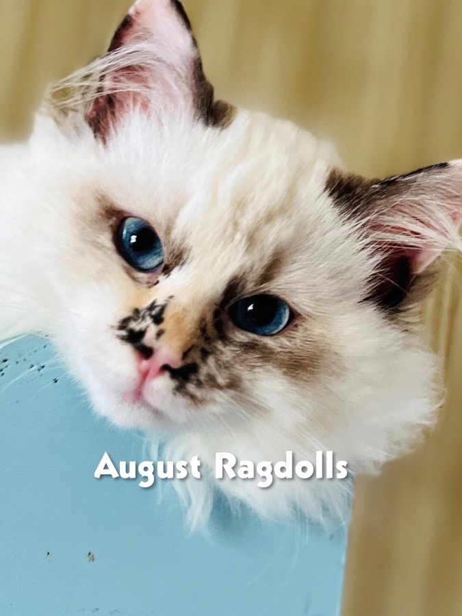 August Ragdolls