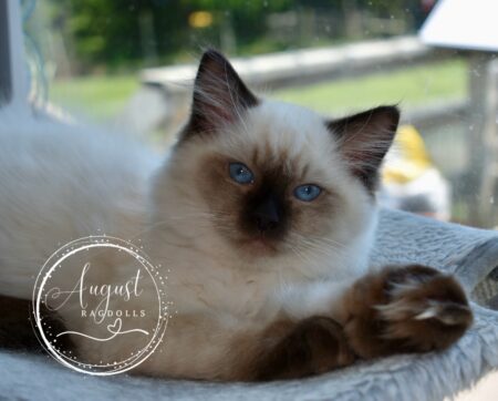 Romeo