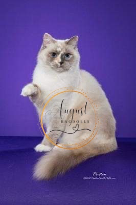 August Ragdoll Kittens