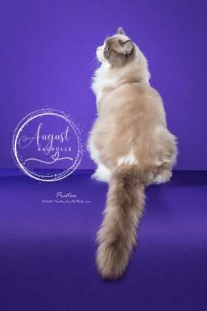 August Ragdoll Kittens