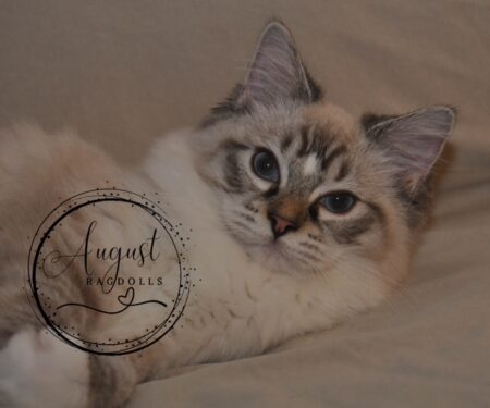 August Ragdoll Kittens