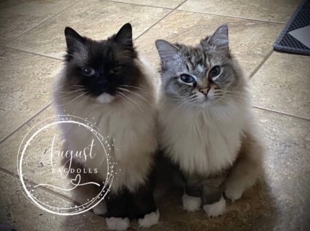 August Ragdoll Kittens