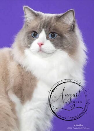 August Ragdoll Kittens