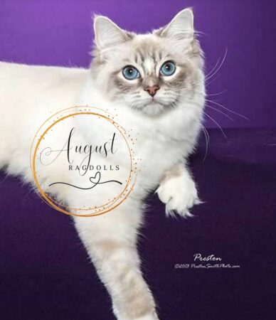 August Ragdoll Kittens