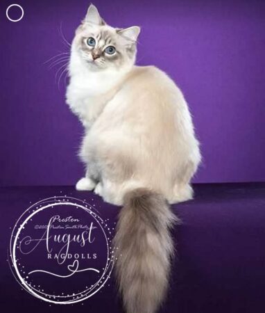 August Ragdoll Kittens