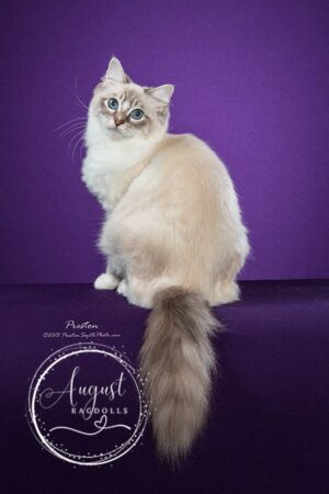August Ragdoll Kittens