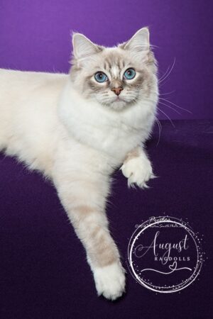 August Ragdoll Kittens