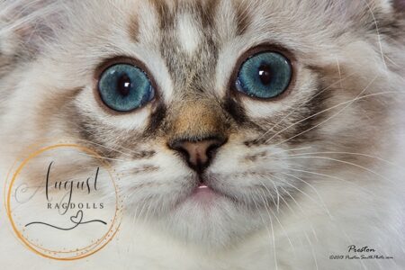 August Ragdoll Kittens