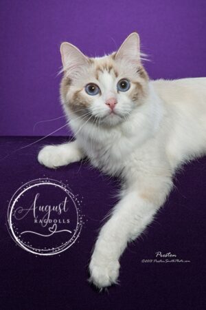 August Ragdoll Kittens