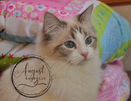 August Ragdoll Kittens