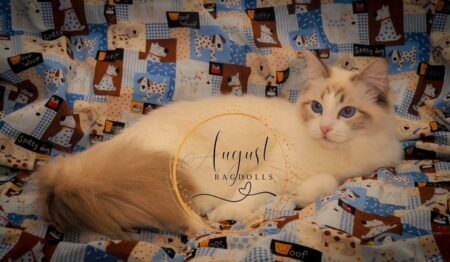August Ragdoll Kittens