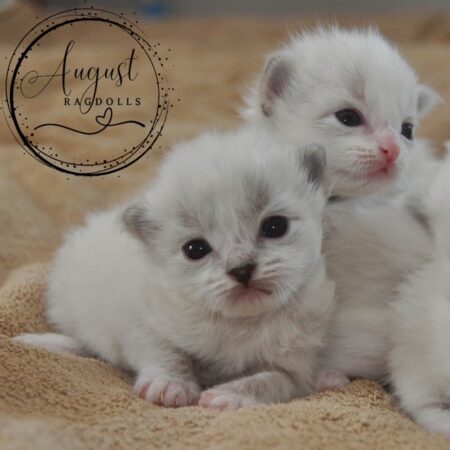 August Ragdoll Kittens
