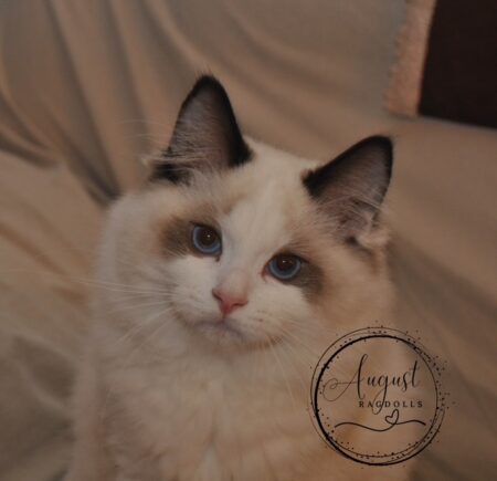 August Ragdoll Kittens