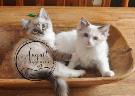 August Ragdoll Kittens