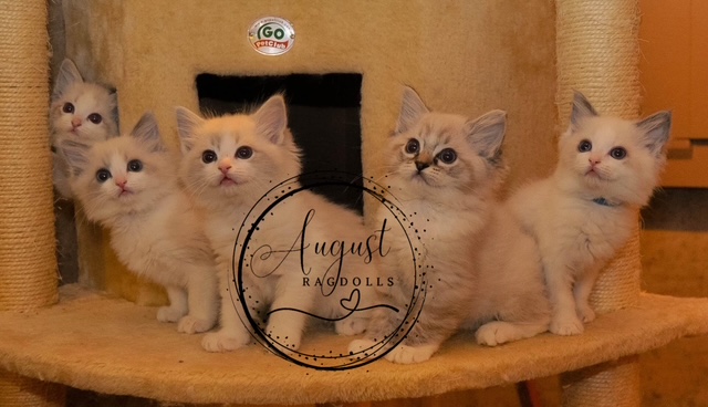 August Ragdoll Kittens