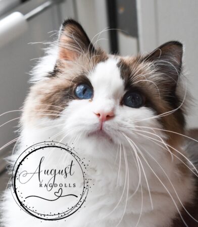 August Ragdoll