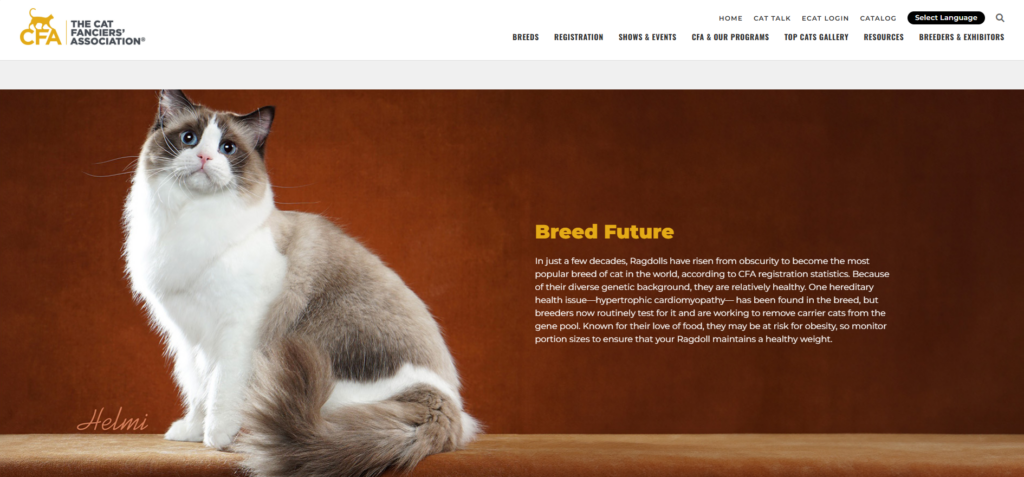 Cajun Ragdolls Marshall Dillon