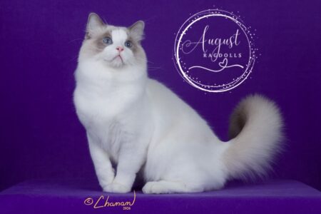Astro - August Ragdolls