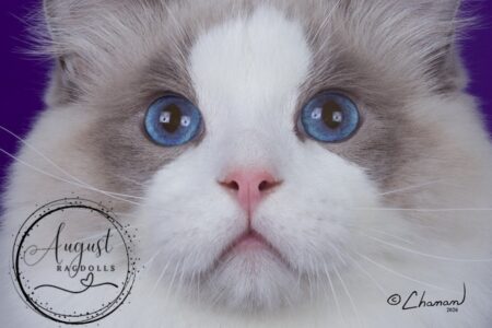 Blue Bicolor - Astro