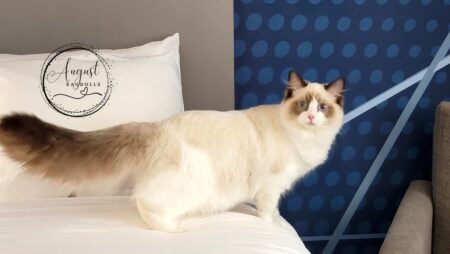 Seal Bicolor - Xena