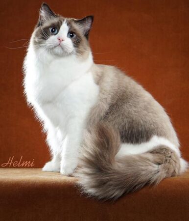 Adult Seal Bicolor - CAJUN DOLL MARSHALL DILLION